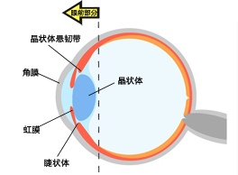 Vol.1 眼睛的結構和功能-前眼部分