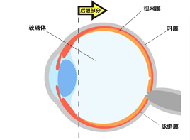 Vol.2 眼睛的構造與功能 - 眼后節部分