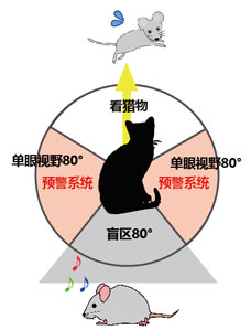 Vol.13肉食系？草食系？～動物眼睛之奇跡～